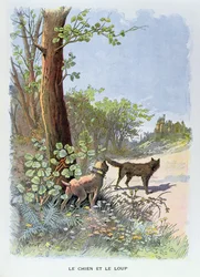 Der Hund und der Wolf, aus 